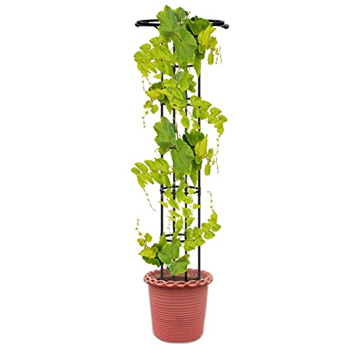 Treillis pour en Pot | Support de à Cercle Unique en Forme de Parapluie - Treillis de Jardin d'intérieur, Treillis de Jardin, Piquet de Support de Fleurs, Piquet en Fil métallique pour en Pot Zoshnih