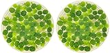 Water Spangle, Salvinia Minima, Live...