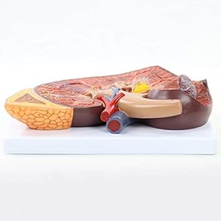Anatomy Model, Human Kidney Model, Anatomical Model is Enlarged to 3 Times | Includes Anatomy of Adrenal Gland and Nephrons for Doctors Office Educational Tool