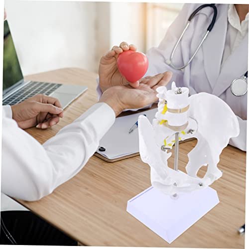 ULTECHNOVO 1 Peça Grande Treinamento De Ensino Feminino Anatomia Da Pelve Ferramentas Naturais Estru