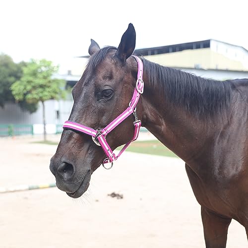 Gallopoff Cabides ajustáveis para cavalos – Correias e ferragens de nylon resistentes, acolchoadas c