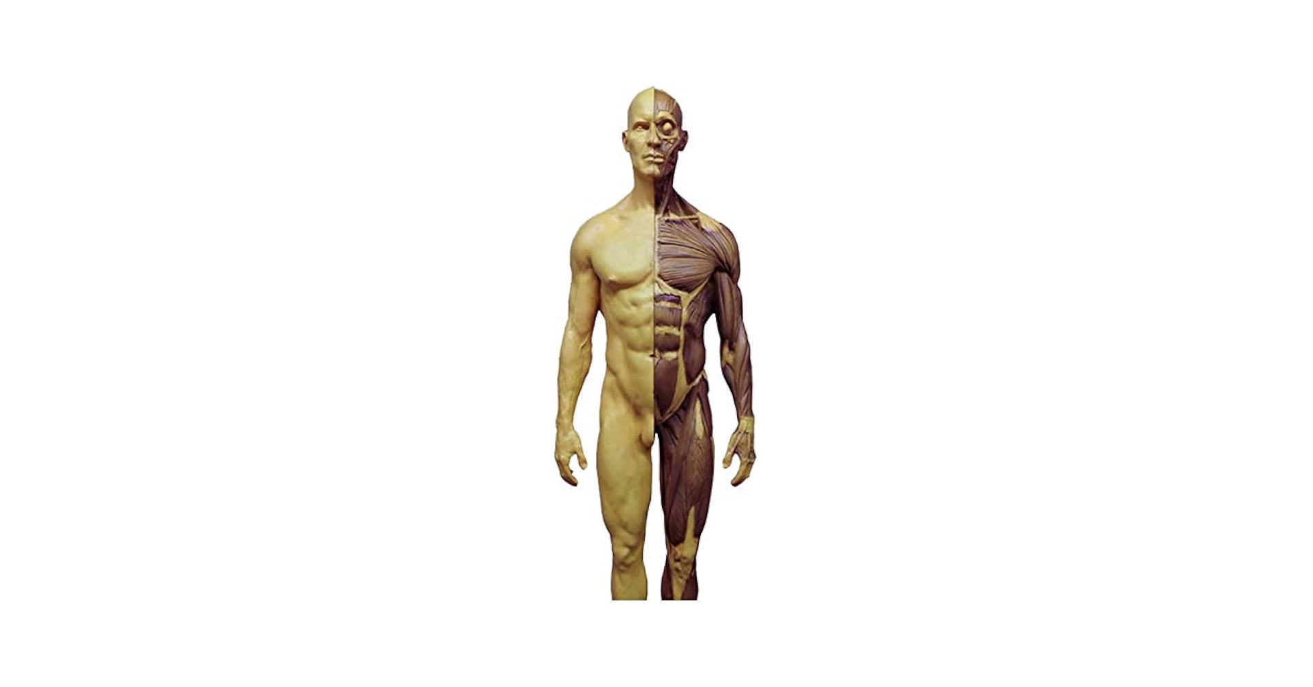 等身大 人体模型 筋肉構造 詳細 Amazon.co.jp: 人体のイラスト - 骨筋モデル11.8インチ/ 30