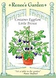 Eggplant - Container - Little Prince Seeds
