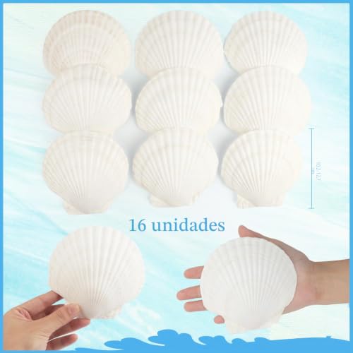 Miniatura 2 de Jangostor 16 Piezas Conchas Naturales, 10 Cm - 12 Cm Blanco Conchas Marinas Naturales Conchas Grandes Para Artesanías Bodas Decoran Fiestas Temáticas De Playa, Peceras Y Rellenos De Jarrones