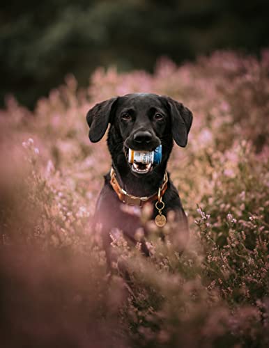 ProDen PlaqueOff Perros y Gatos en Polvo 60g, Limpieza Dental con 100% Alga Natural, Limpiador de Sarro Dental y de Placa, Elimina Eficazmente el Mal Aliento en Mascotas - imagen 2