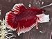 Dumbo Halfmoon Betta - Live Aquarium Tropical Fish