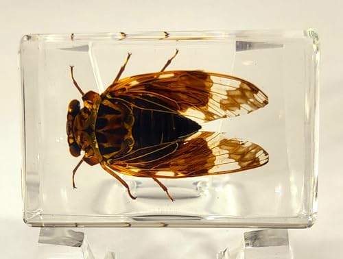 Image of 44mm Real Cicada in Crystal Clear Lucite Resin Crafts Specimen Preserved Various Animal Insect Bug Taxidermy Collection for Biology Science Education & Desk Ornament Display Supplies