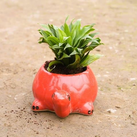 Bedroom Plants Dracaena Compacta in 6 Inch Turtle Designer Ceramic Pot (any colour)-image-11