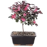 Brussel's Live Fringe Flower Outdoor Bonsai Tree - 3 Years Old; 8" to 12" Tall with Decorative Container