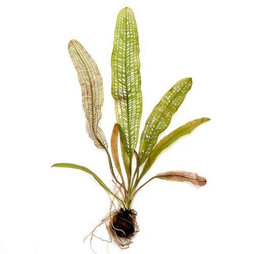 (水草)アポノゲトン マダガスカリエンシス(レースプラント)(無農薬)(1株)