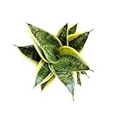 Hopewind Plants Shop Snake Plant, Sansevieria, Live Indoor Plant, Easy Care, Air Purifying Plant, 4 inch Pot (Ocean Star)