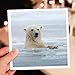 3dRose Polar Bears Swimming in The ice, Kaktovic, Alaska - Greeting Card, 6 by 6-inch (gc_258647_5)