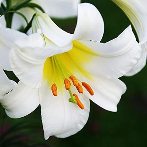 Bulbo de lilium blanco COOTO Cover
