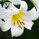 1x Bulbo lilium Bulbos lirios blancos Bulbos de flores Lilium bulbos Planta decorativa Lilium Regale Album