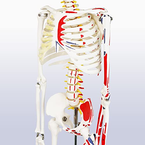 Image of EVOTECH SCIENTIFIC Numbered Mini Human Skeleton Model for Anatomy, 33.5'' Human Skeleton Model with Muscle Insertion & Origin Points Removable Stand for Medical Anatomical Study, Manual Included