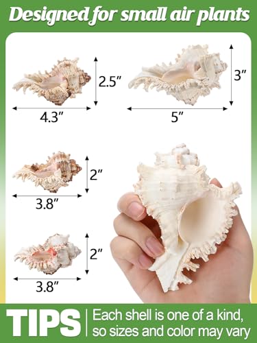 Image of ANPHSIN 4 Pack Conch Sea Shell Air Plant Holders, 4-5 inches, No Plants | Natural Airplant Pot, Decorative Tillandsia Succulent Display Container for Gardening, Housewarming Gifts, Home Table Decors