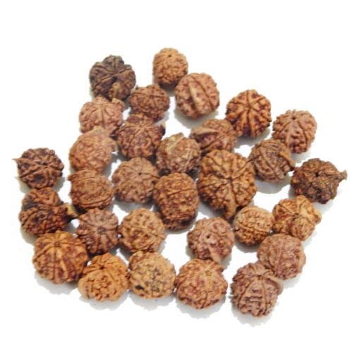 Rudraksha seeds for plant original (10 seeds) (B0C3ZP95YW) Amazon Price History, Amazon Price Tracker