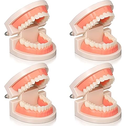Nuanchu Dental Teeth Model Set Cover