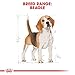 Royal Canin Beagle Adult 12 kg, 1er Pack (1 x 12 kg)