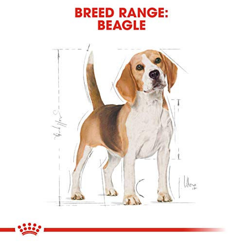 Royal Canin Beagle Adult 12 kg, 1er Pack (1 x 12 kg)