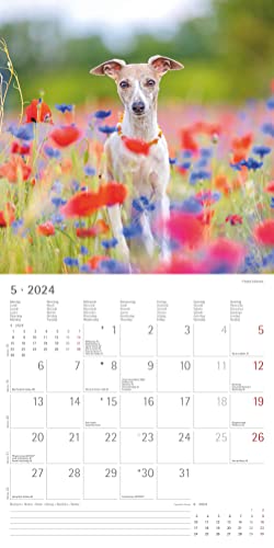 Hunde 2024 - Broschürenkalender 30x30 cm (30x60 geöffnet) - Kalender mit Platz für Notizen - Dogs - Bildkalender - Wandkalender - Hundekalender