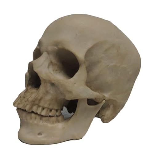 GTHTUHFD Life Size Human Skull Model – Human Skull Muscle Bone Model – Medical Art, Scientific Anatomy, Drawing, Model For Reference Artists
