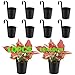 SHUESS 10er Blumentopf hängend Metall Schwarz mit Haken - Blumentöpfe zum Aufhängen für Balkon Terrasse Garten - Rostfreie Hängetöpfe für Pflanzen mit Drainagelöchern - Dekorative hängende Blumentöpfe