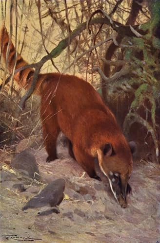 Peinture Poster Impression pour salon moderne Coati rouge