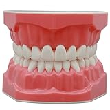 Dental Typodont Teeth Model 1:1 Brushing Flossing Practice Adult Normal Standard Demo Demonstration for Teach Children Study
