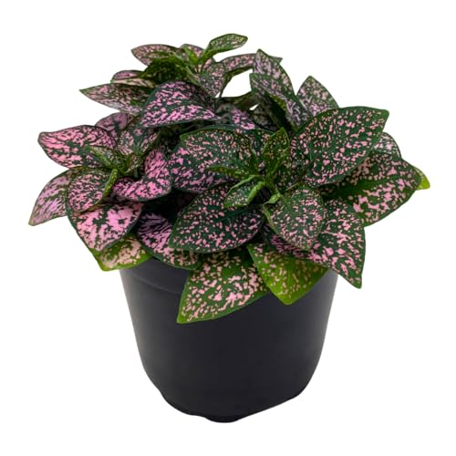 BubbleBlooms Pink Hypoestes Phyllostachya in...