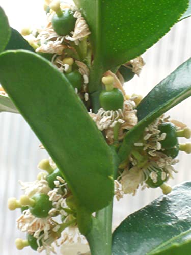 Thai Greenhouse Kaffir Lime Tree- Grafted Semi-Dwarf Kaffir Lime (Thai Ma-Grood) Thai Greenhouse Kaffir Lime Tree- Grafted Semi-Dwarf Kaffir Lime (Thai Ma-Grood)