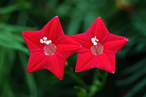 30Pcs Cardinal Climber Cypress Vine Seeds Ipomoea Quamoclit Seeds #TOP4