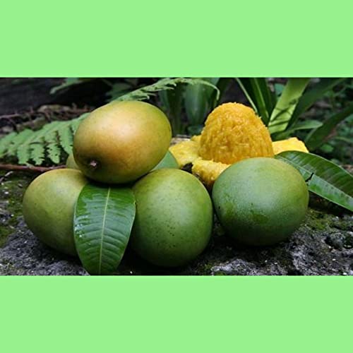 Image of Langra mango live plant grafted Hybrid Size 2 Feet to 2.5 feet