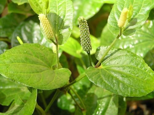 Image of Chui Jhal (Piper Chaba) Plant - Fresh & Vigorous Choi Jhal Pepper Tree inch,CF SG01