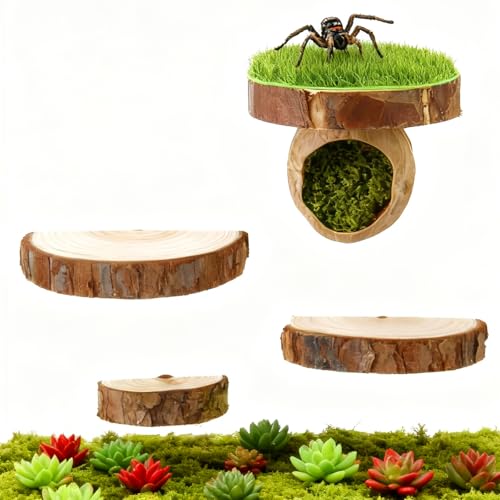 Jumping Spider Hide with Magnets with 3 Semi-Circle Ledges, Natural Wood Climbing Gyms for Jumping Spiders, Tarantulas, Geckos Enclosure
