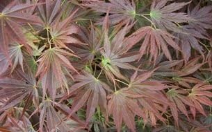 Beni Gaza Japanese Maple 3 - Year Live Plant