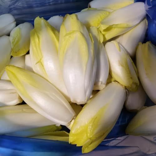 Semi di cicoria perenni, antiche varietà di radicchio resistenti all'inverno, perenni resistenti giardino con balcone, varietà 300pcs