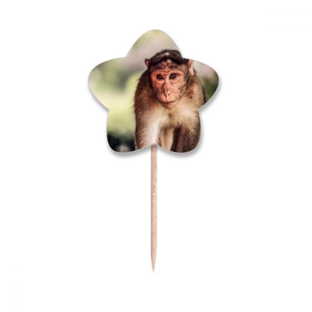 Cure-dents singe drapeaux et etoiles en bois stable pour cocktail