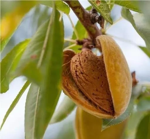 See full amazon price history chart for MIITU Live Pista Badam Plant/Pistachio Nut Plant/healthy Pistachio Nut 1.5-3FT MIITU Live Pista Badam Plant/Pistachio Nut Plant/healthy Pistachio Nut 1.5-3FT (B0CNT69J52) Amazon Price History, Amazon Price Tracker