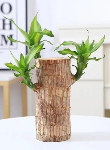 Brasil Wood Plant (Pack of 1) (B0DGT5LZ2W) Amazon Price History, Amazon Price Tracker