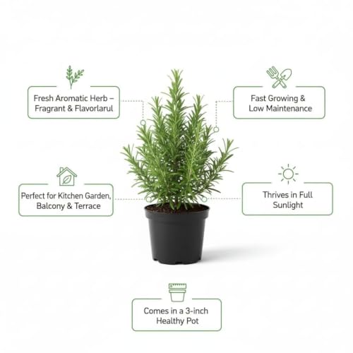Image of Kalfo Rosemary Live Plant (Rosmarinus Officinalis, Gulmehandi, Rujamari) Exotic, Aromatic, Organic, Medicinal, Perennial Herb Outdoor Garden and Balcony Plant with 4 Inchi Black Pot