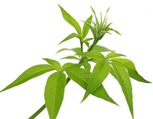 Kapebonavista® Nirgundi Nirgand Sindvar Indrani Tukhm sambhalu Chaste Tree Vitex Negundo Living Plant in Poly Bag (B07VPTVHJ4) Amazon Price History, Amazon Price Tracker