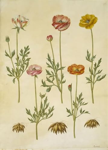 Lienzo decorativo de ranúnculos de Hans Simon para crear un ambiente relajante en tu dormitorio