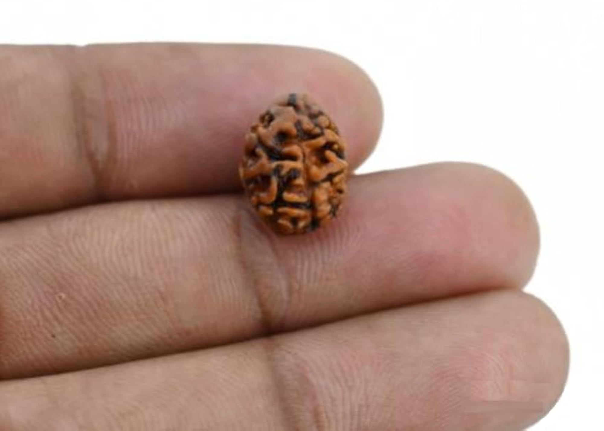 2 Mukhi Rudraksha Original Certified Nepali Big Size Blessed with Lord Shiva & Goddess Parvati