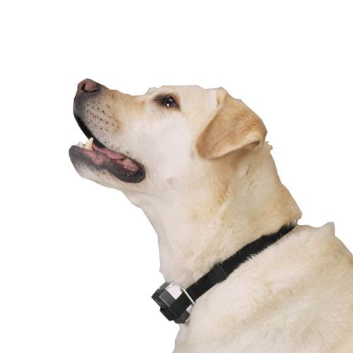 Bark Collar Review: Effective Dog Shock Control for All Sizes