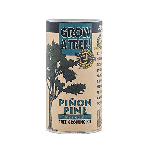 Do Pine Trees Have Deep Roots? (Yes. They Do) - Conserve Energy Future