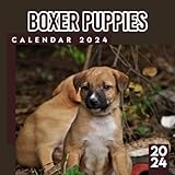 white boxer puppies for sale near me  Boxer Puppies 2024-2025 Calendar: 12 Month Animals Calendar 2024 From January to December, Bonus 6 Months 2025 Thick Sturdy Paper Giftable 2024 Calendar Perfect Birthday Gifts