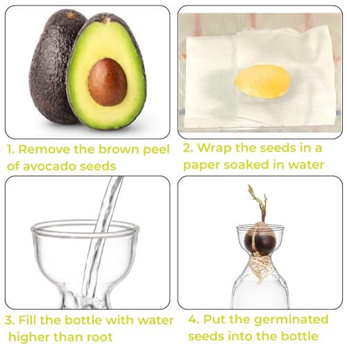 Image of Hiceeden 3 Pack Avocado Seed Starter Vase for Growing, Glass Acorn Tree Growing Kit Vase, Small Avocado Tree Plant Pot Seed Planter, Flower Bud Vases Gift for Gardening Lovers