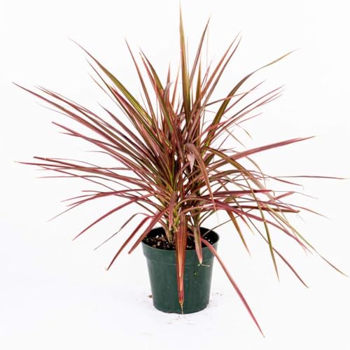 American Plant Exchange Dracaena 'Colorama' – 6-Inch Pot – L...