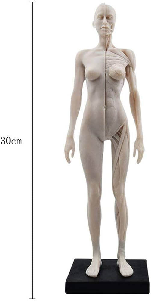 Amazon.co.jp: LSOAARRT アート解剖図の11インチの女性の人体解剖学